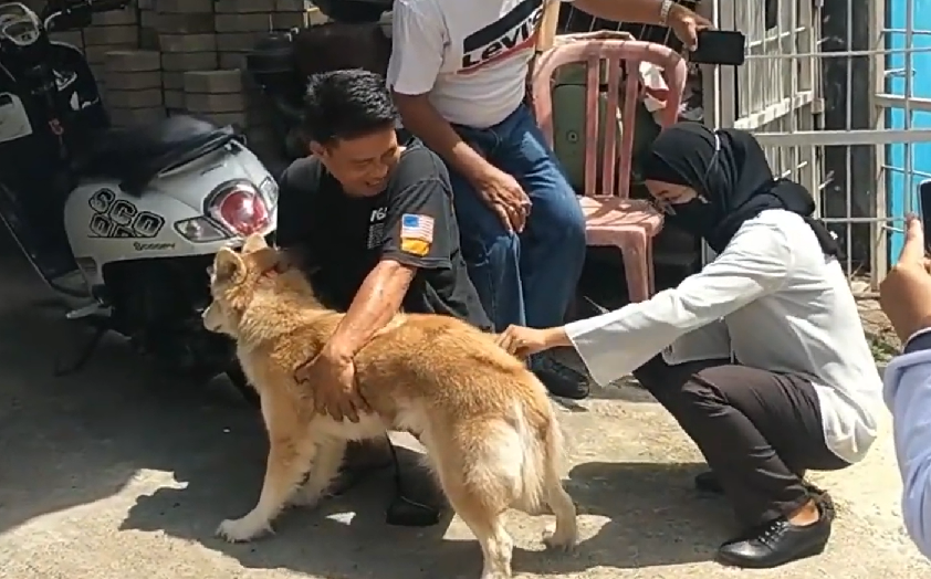 Vaksin Anti Rabies Anj*ng Bersama tim Kesehatan Hewan dari Dinas Pertanian Peternakan dan Perkebunan Kota Palopo